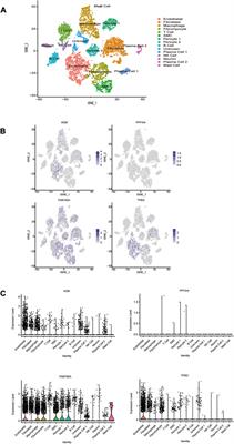 Identification and validation of potential hypoxia-related genes associated with coronary artery disease